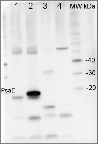 Western blot detection using anti-PsaE antibodies